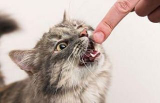 Düzce’de 49 kişiyi kedi köpek ısırdı