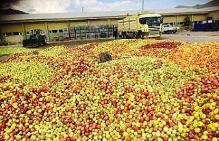 Eğirdir’de ıskarta elmanın kilosu 65 kuruştan...