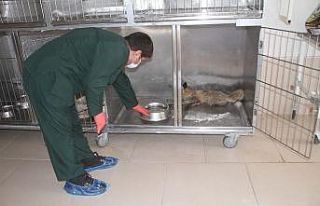 Elazığ’da bitkin halde bulunan tilki tedavi altına...