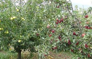 Elma hasadı başladı, lodos büyük zarar verdi