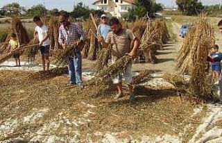 Emekli turizmci yakılan susam saplarını samana...