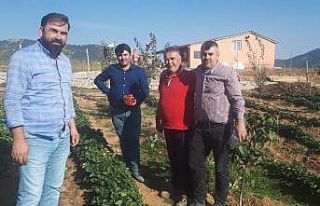 Emekliliğin keyfini çilekle çıkartıyor