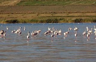 Erçek Gölü’ndeki flamingolar göz kamaştırdı