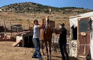 Erdek’te eşek, katır ve atlara kimlik