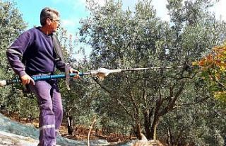 Erdek’te zeytin alımları başlıyor