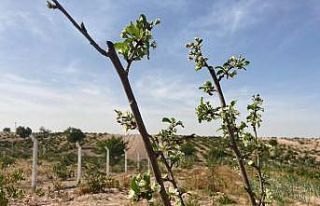 Erik ağacı Ekim ayında çiçek açtı