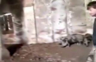 Ermenistan askerlerinin Zengilan’da camiyi ahıra...