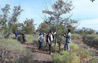 Erozyonu önlemek için ağaç dikildi