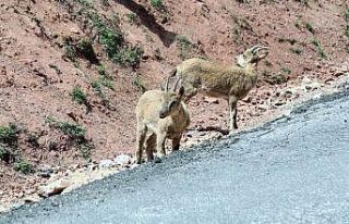 Erzincan - İliç yolunda yaban keçileri yol kenarına...