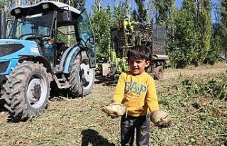 Erzincan’da şeker pancarı hasadı başladı