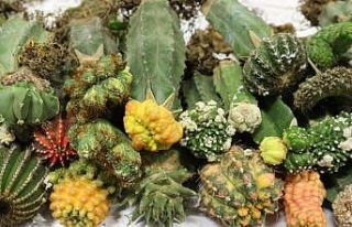 Esendere Gümrük Kapısında 113 kilogram uyuşturucu...