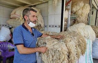 Eskiden fiyatı tereyağı ile yarışan koyun yünleri...