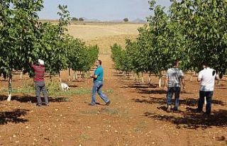 Eşme’de ceviz hasadı başladı