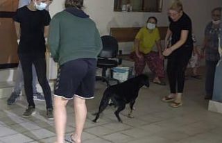 Ev yangınında dumandan etkilenen köpeği itfaiye...