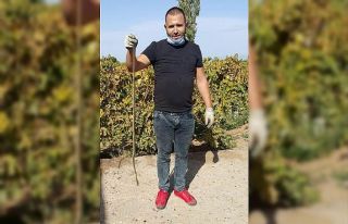 Evinden çıkan 1,5 metrelik yılanı öldürdü