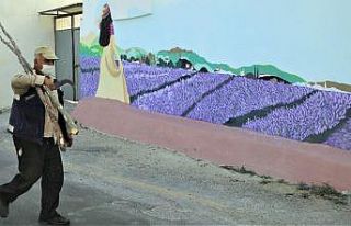 Evlerin duvarları lavanta bahçesine dönüştü