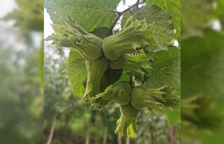 Eylül ayında fındık ihracatı düştü