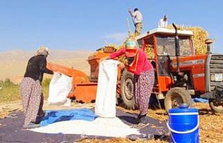 Fasulyede hasad dönemi