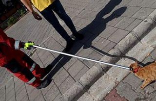 Fethiye’de otomobilin motoruna sıkışan kediyi...