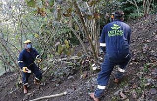 Fındığa liderine Büyükşehir dopingi