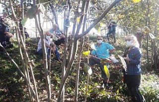 Fındıkta verimi artırmak için eğitimler devam...