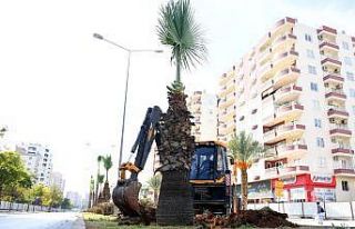 Forum Katlı Kavşağı Projesindeki 113 ağaç sökülerek...