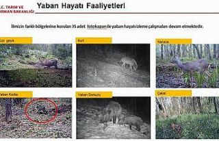 Fotokapana yaban kedisi yakalandı
