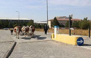 Geceyi üniversitede geçiren büyük baş hayvanlar...