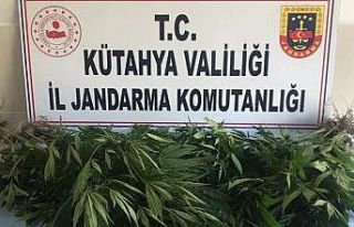 Gediz’de 50 kök kenevir ele geçirildi