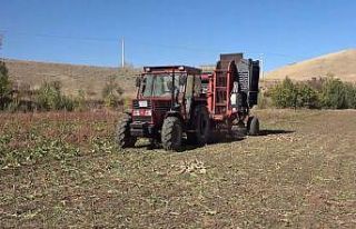 Gevaş’ta pancar hasadı başladı
