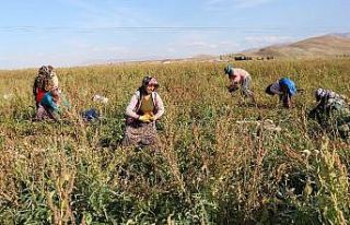 Gevaş’ta sebze üretimi ilçe ekonomisine katkı...