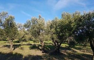 Geyikli, zeytinyağı kalitesini dünyaya ispat etti