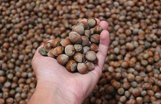 Giresun’da 26 liraya kadar çıkan fındık fiyatlarında...