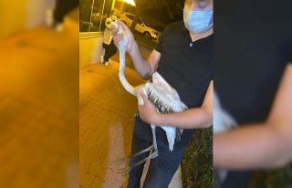 Göç yolunu şaşıran yavru flamingoya belediyeden...