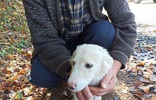 Gözleri farklı renkte olan köpek ilgi odağı oldu