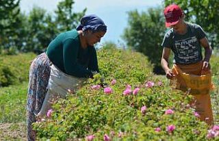 Gül çiçeği için 7.35 TL fiyat belirlenen gül...