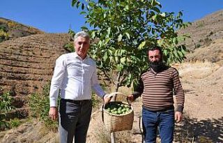 Gümüşhane’de ceviz üretimi yüzde 25 arttı