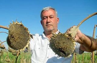 Güneydoğu’nun tahıl ambarında ayçiçeği çekirdeği...