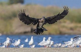 Halkalı karabatak Romanya’dan Türkiye’ye 500...