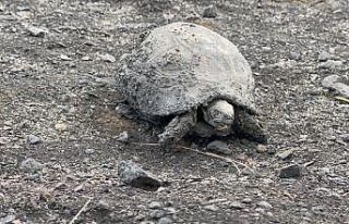 Hatay yangınından yürek yakan görüntüler