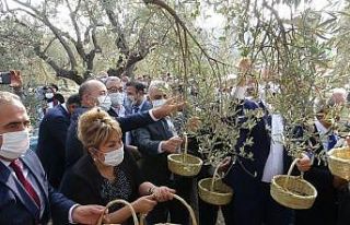 Hatay’da temsili zeytin hasadı