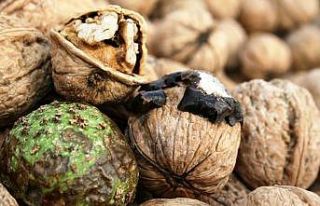 Hekimhan cevizinde hasat sona erdi