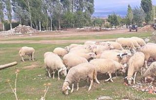 Hibe olarak alınan hayvanların sayısı her geçen...