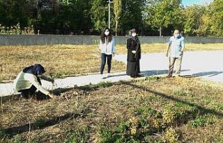 Hisarcık’ta öğretmenler fidan dikti