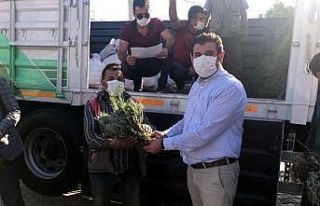 Hüyük’te üreticiye 120 bin lavanta fidesi dağıtıldı