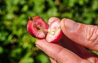 İçi dışı kırmızı elma şifa deposu