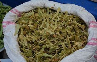 Ihlamura talep arttı, kilosu 130 lira