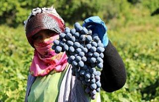 İki asırlık bağlarda üzüm hasadı devam ediyor