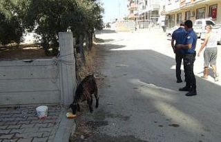 İki kız kardeş sokakta başıboş gezen keçiyi...