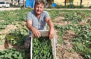 İkinci ürün salatalıkta son günler